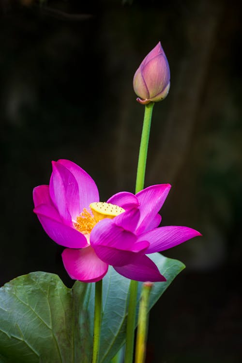 Close-Up Shot of Pink and Yellow Flower