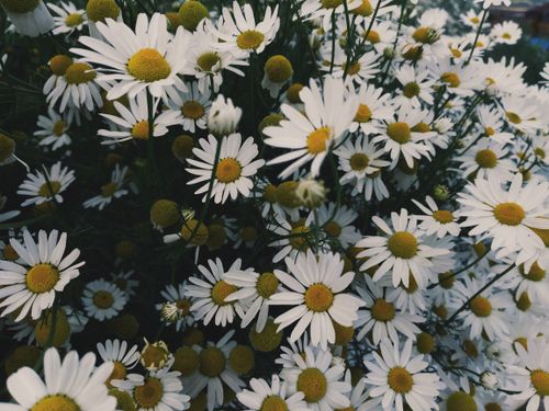 Free A vibrant close-up photo of fresh white daisy flowers outdoors, showcasing vivid natural beauty. Stock Photo