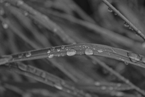 Free Macro shot of raindrops on grass, highlighting nature's delicate details. Stock Photo