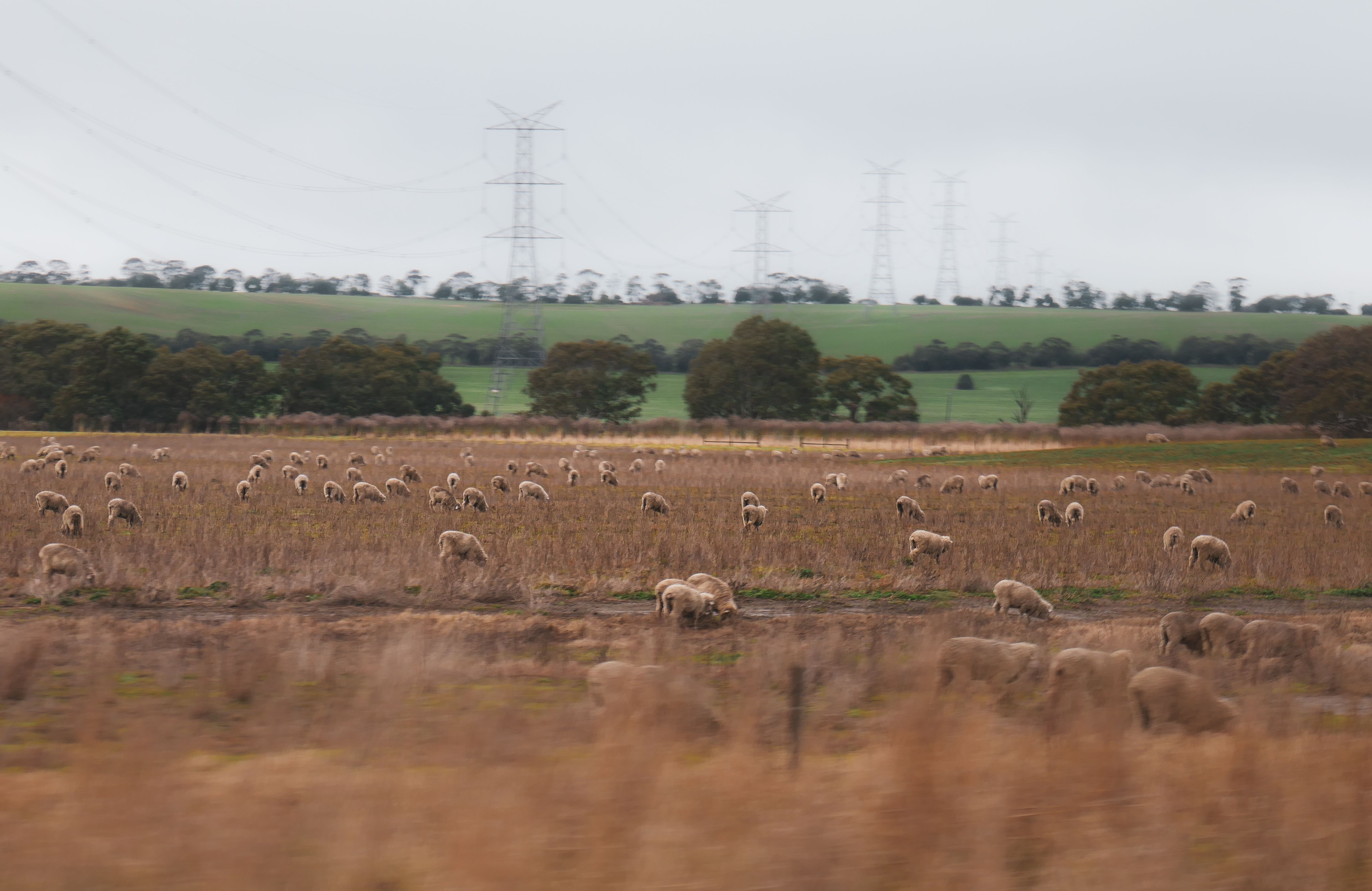Merino sheep on open tableland country, the pastoral heartland of Argyle County