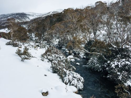 Free Serene snowy creek surrounded by trees in Kosciuszko National Park, Australia. Stock Photo