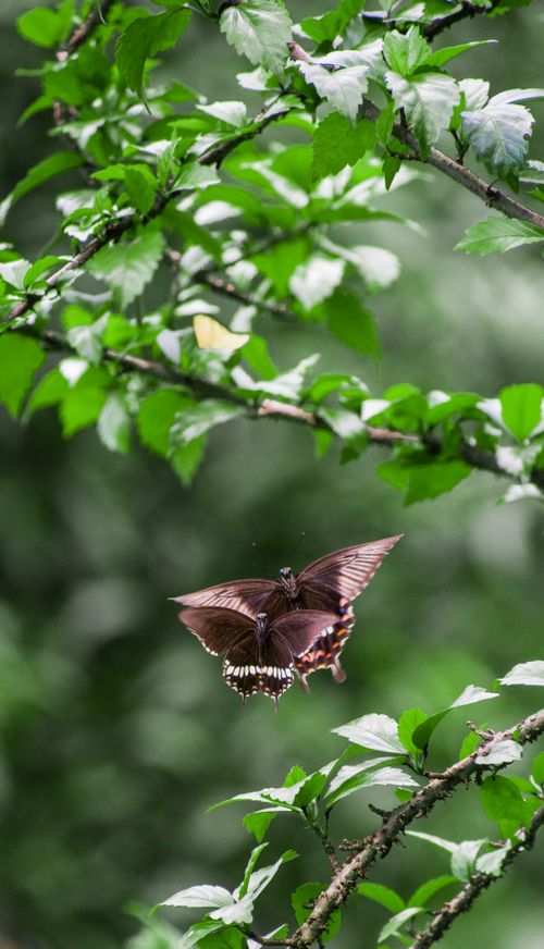Free Two butterflies fluttering gracefully among vibrant green leaves with a blurred background. Stock Photo
