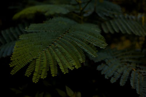 Close-Up Photo of Green Fern Leaves