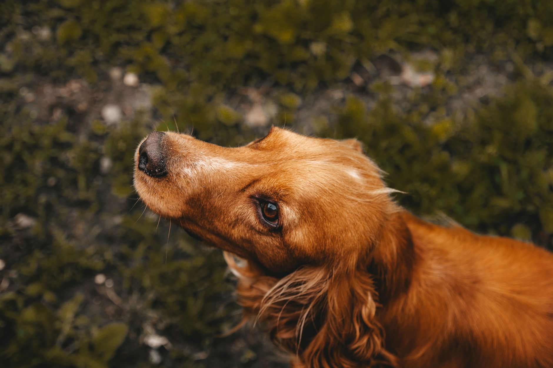 Portrait of a dog at a veterinary clinic