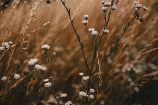 Delicate wildflowers by Iren Polishchuk on Pexels