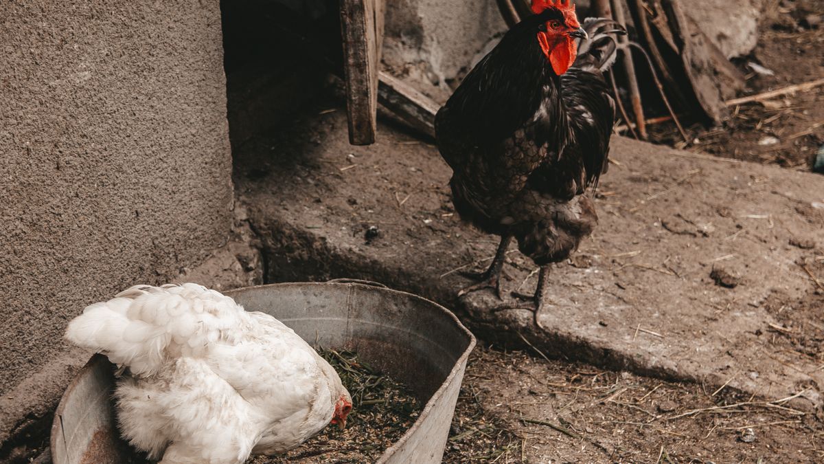 Comederos para gallinas: tipos, cuánto pienso y cómo evitar el desperdicio