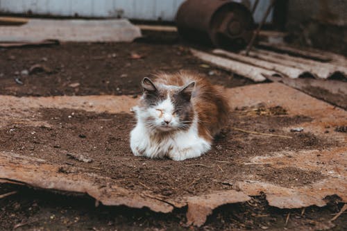 Fotos de stock gratuitas de acostado, animal, de cerca