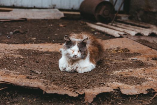 Free stock photo of animal, cat, cat face