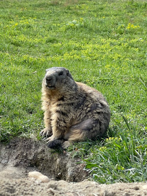 Photo of Groundhog on Grass