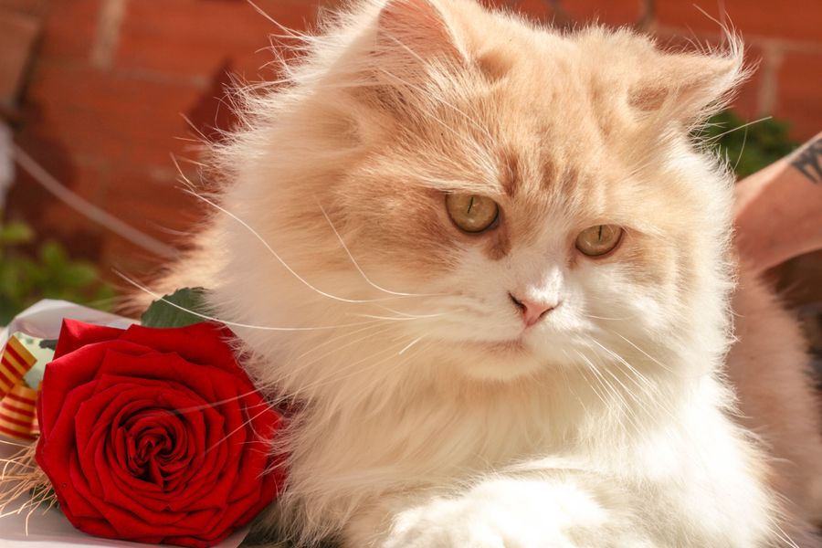 White Persian cat resting beside a red rose