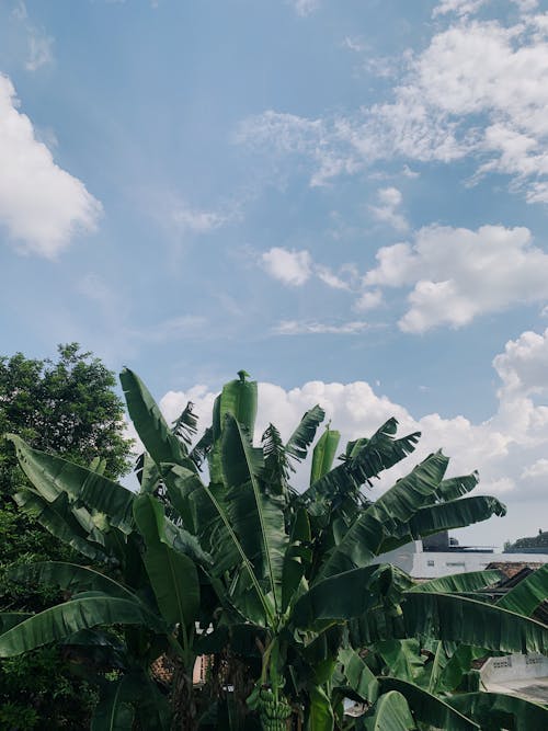 Бесплатное стоковое фото с банановые деревья, вертикальный выстрел, голубое небо