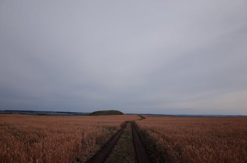 Brown Wheat Field Under Evening Sky