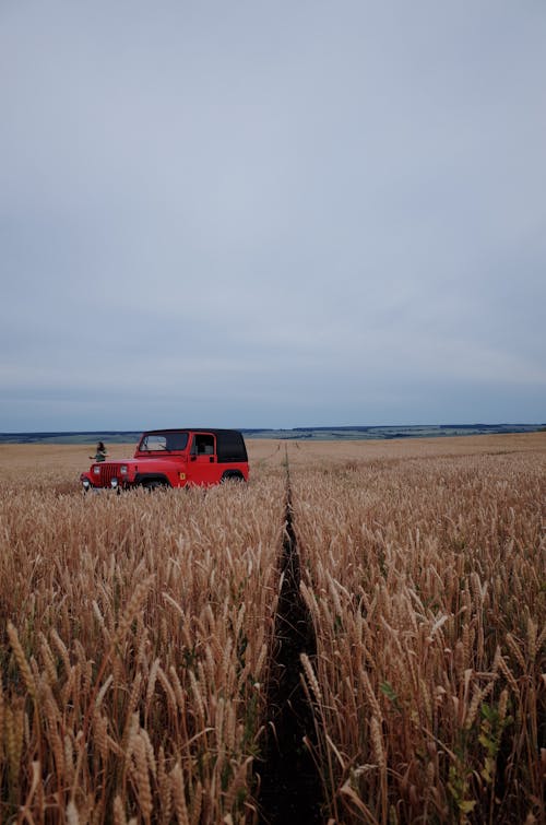 Photos gratuites de champ agricole, champ de blé, ciel sombre