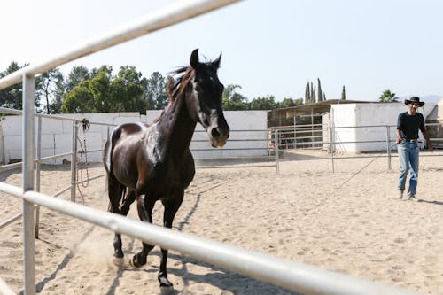 Immagine gratuita di animale, azienda agricola, cavallo