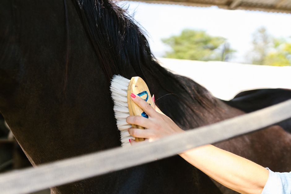 Furminator vs Regular Brush: Shedding Control for Double Coated Dogs Detailed close-up of a black horse being groomed with a brush outside.