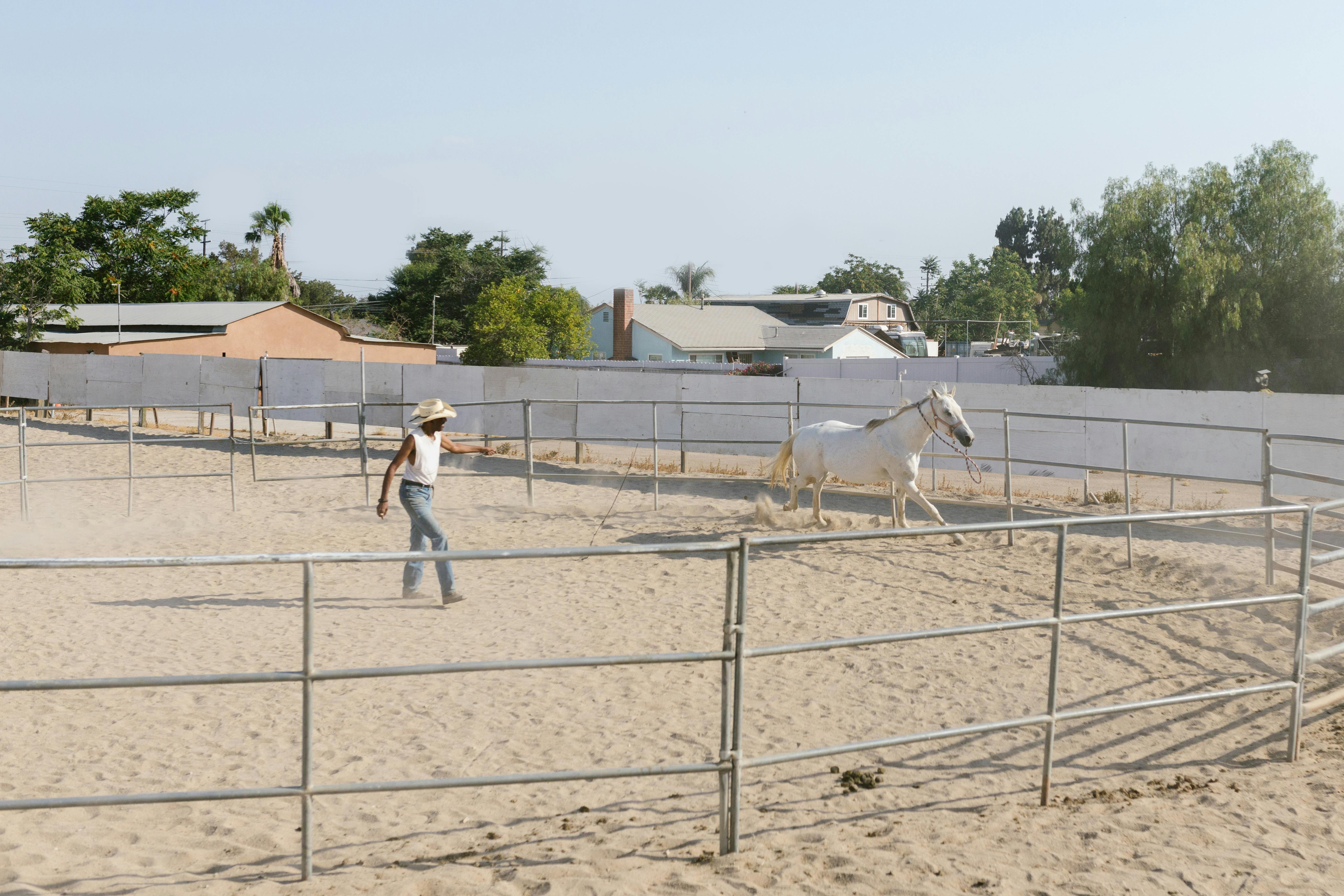 a white horse running