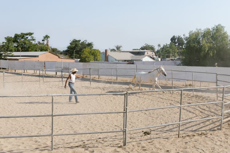 A White Horse Running