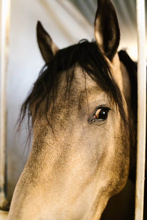 Darmowe zdjęcie z galerii z fotografia zwierzęcia, grzywa, koń
