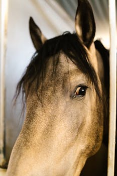 A detailed close-up image of a horse's face in a stable, showcasing its mane and expressive eye.