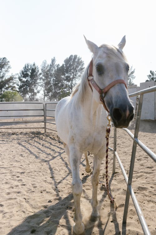 White Horse in a Stable