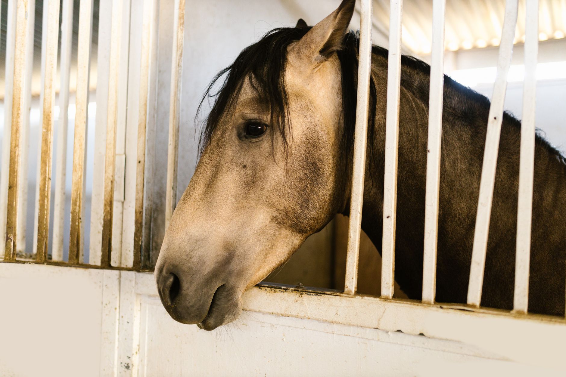 A horse undergoing diagnostic blood testing at a veterinary clinic