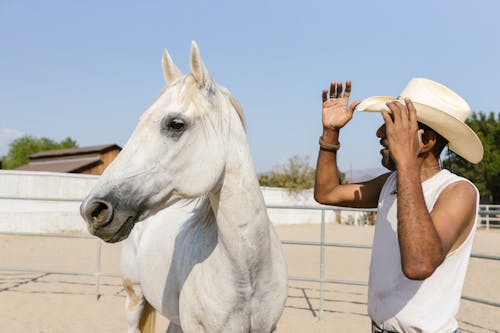 Darmowe zdjęcie z galerii z biały koń, dorosły, gospodarstwo