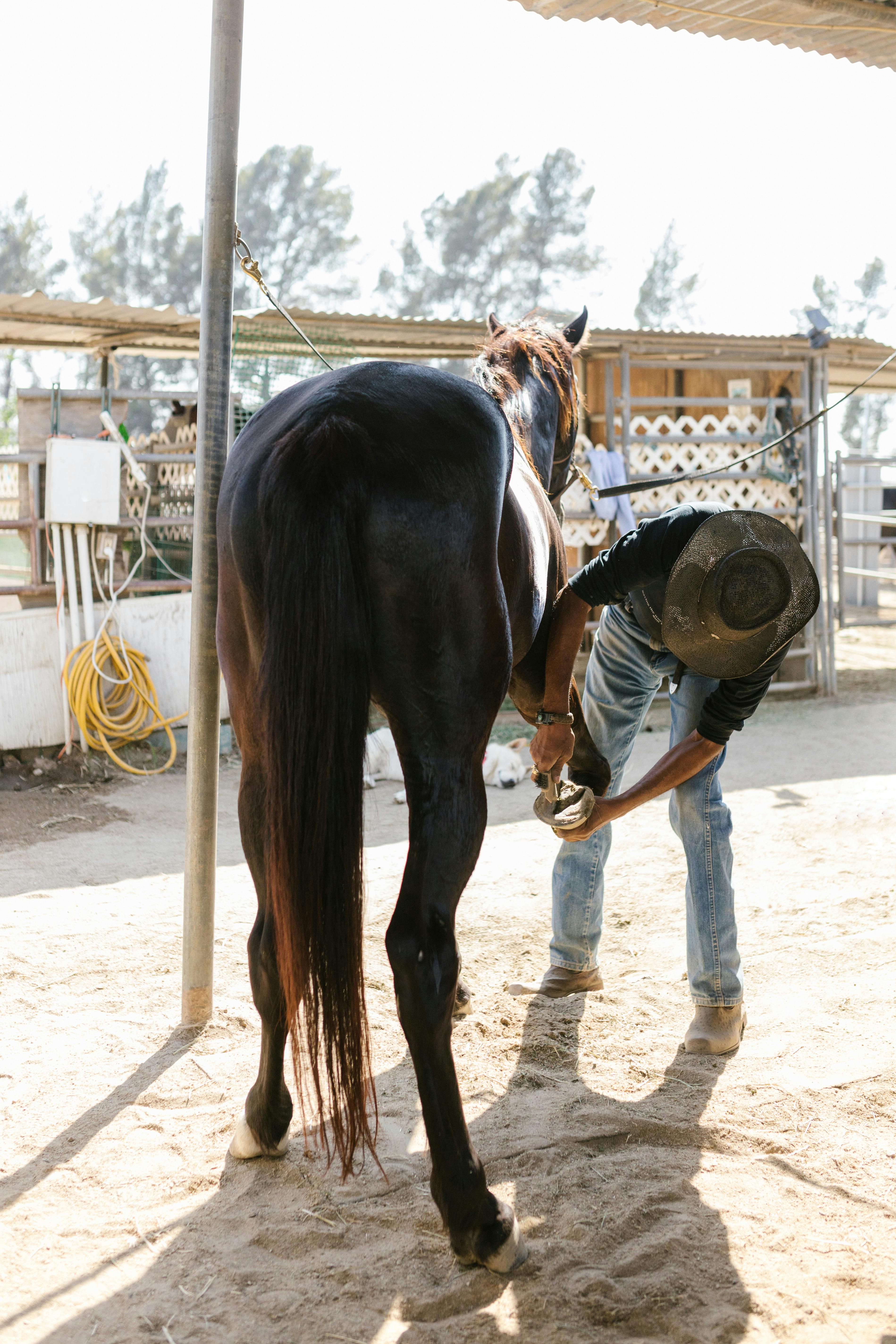 a man fixing the horseshoe