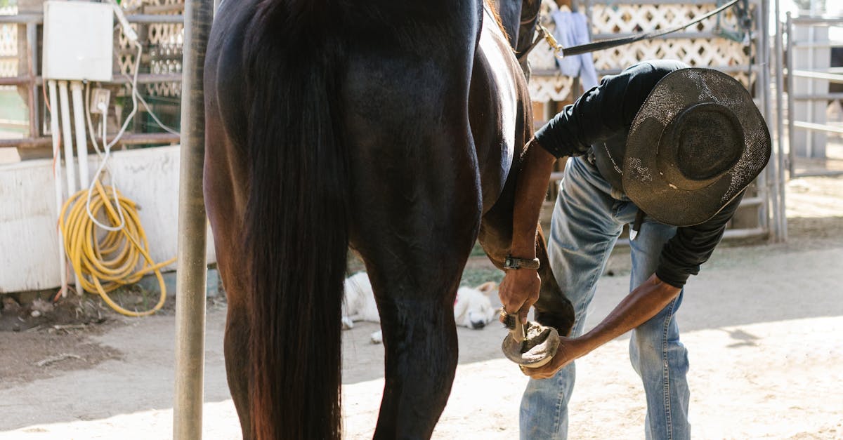 賽馬娘 國際版爆紅 粉絲狂捐3000公斤牧草 春烏拉拉開心吃草照曝光