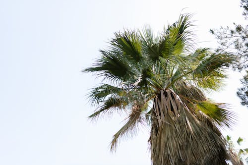 Green Palm Tree Under White Sky