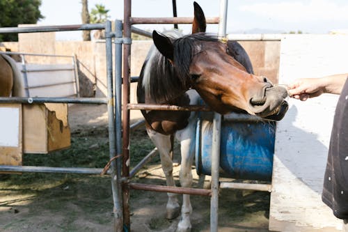 Bezpłatne Darmowe zdjęcie z galerii z brązowy koń, karmienie, ręka Zdjęcie z galerii