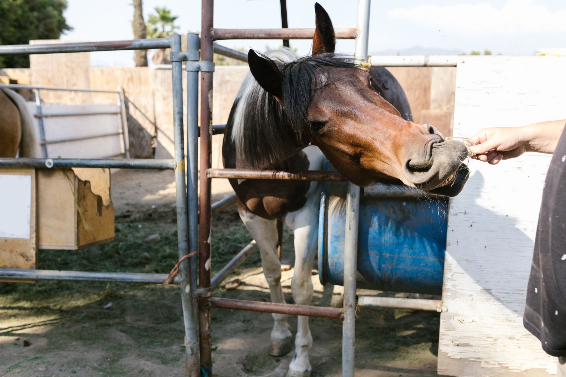 A careful bettor comparing horse racing odds on laptop with spreadsheet and calculator