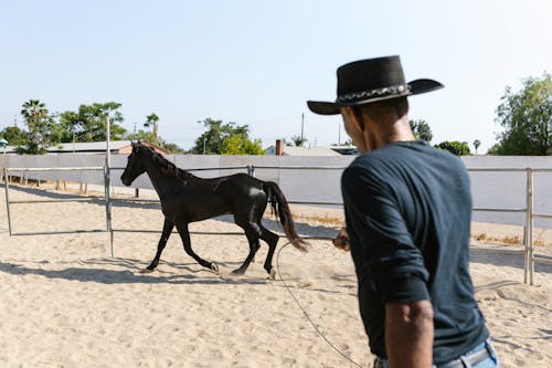 Darmowe zdjęcie z galerii z bieganie, czarny koń, gospodarstwo