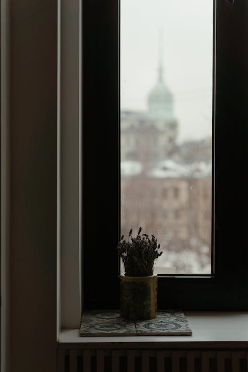 Free Indoor Plant on a Pot Placed on a Windowsill Stock Photo