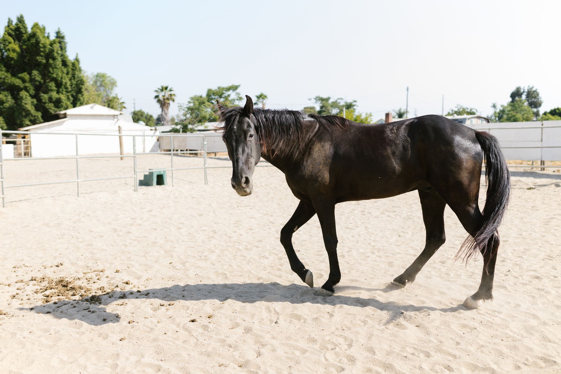 Black Horse on a Paddock