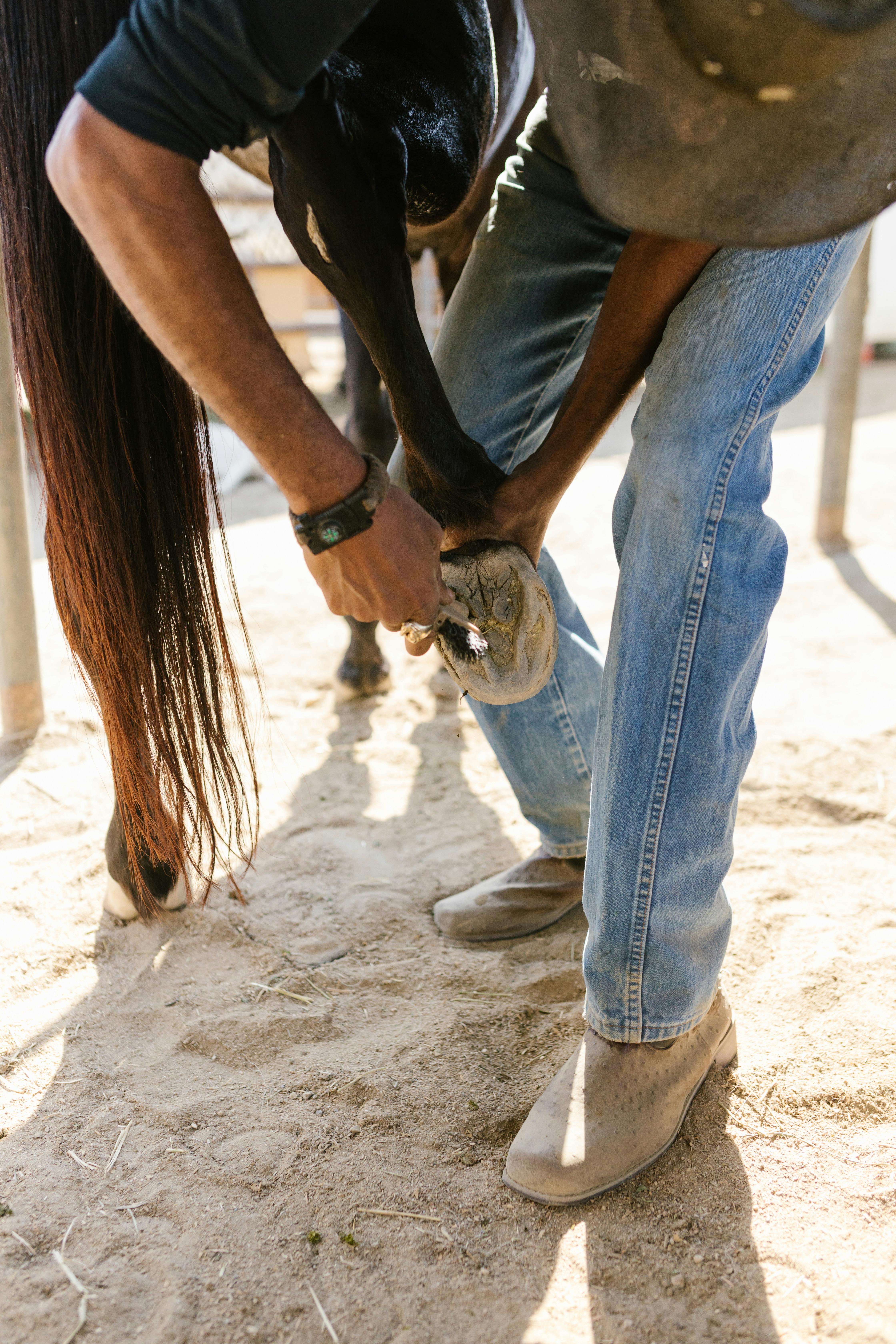 A person cleaning a horse's hoof using a hoof pick in an outdoor stable.