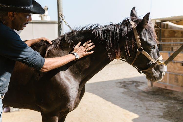 A Man Petting A Horse 