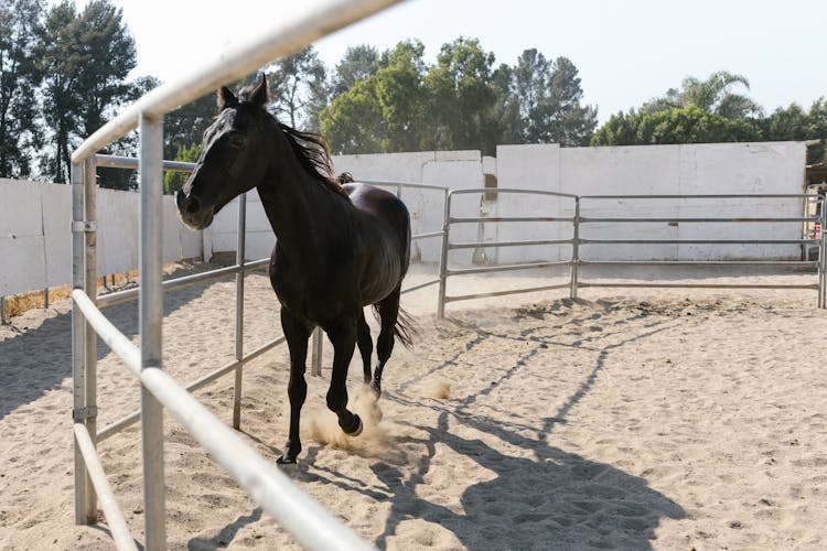 Horse Running On Sand