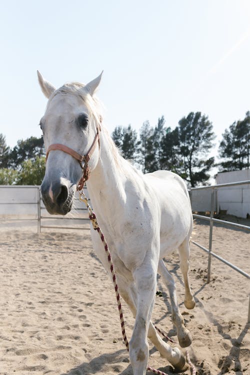 Ücretsiz atlı, Beyaz at, Çiftlik içeren Ücretsiz stok fotoğraf Stok Fotoğraflar