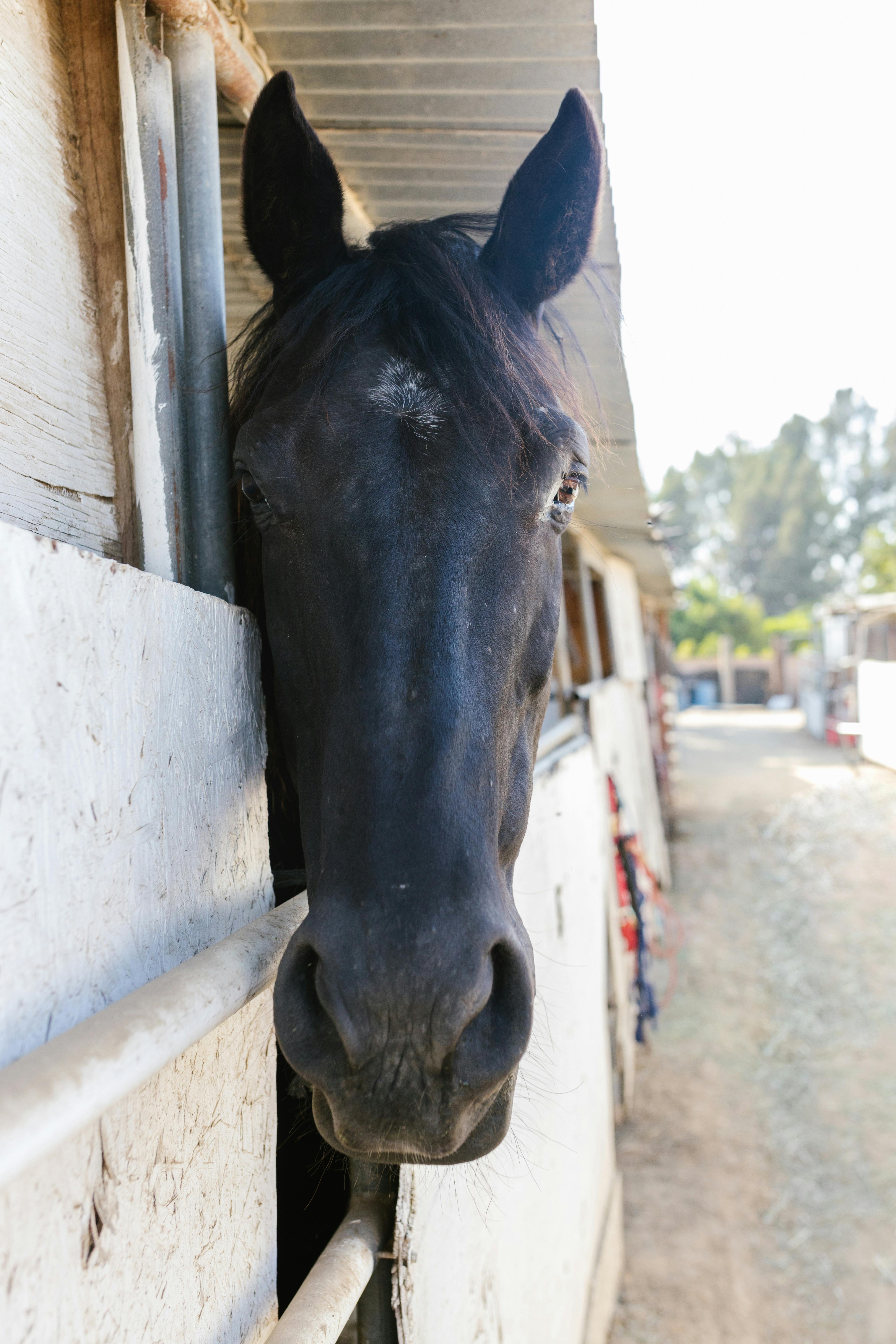 The Four Noble Truths By Ajahn Sumedho