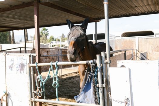 Brown Horse with Covered Eyes in a Corral