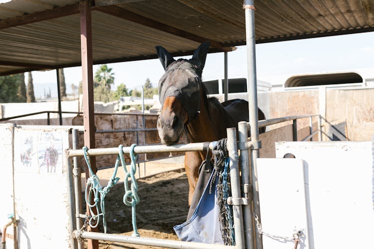 Brown Horse With Covered Eyes In A Corral