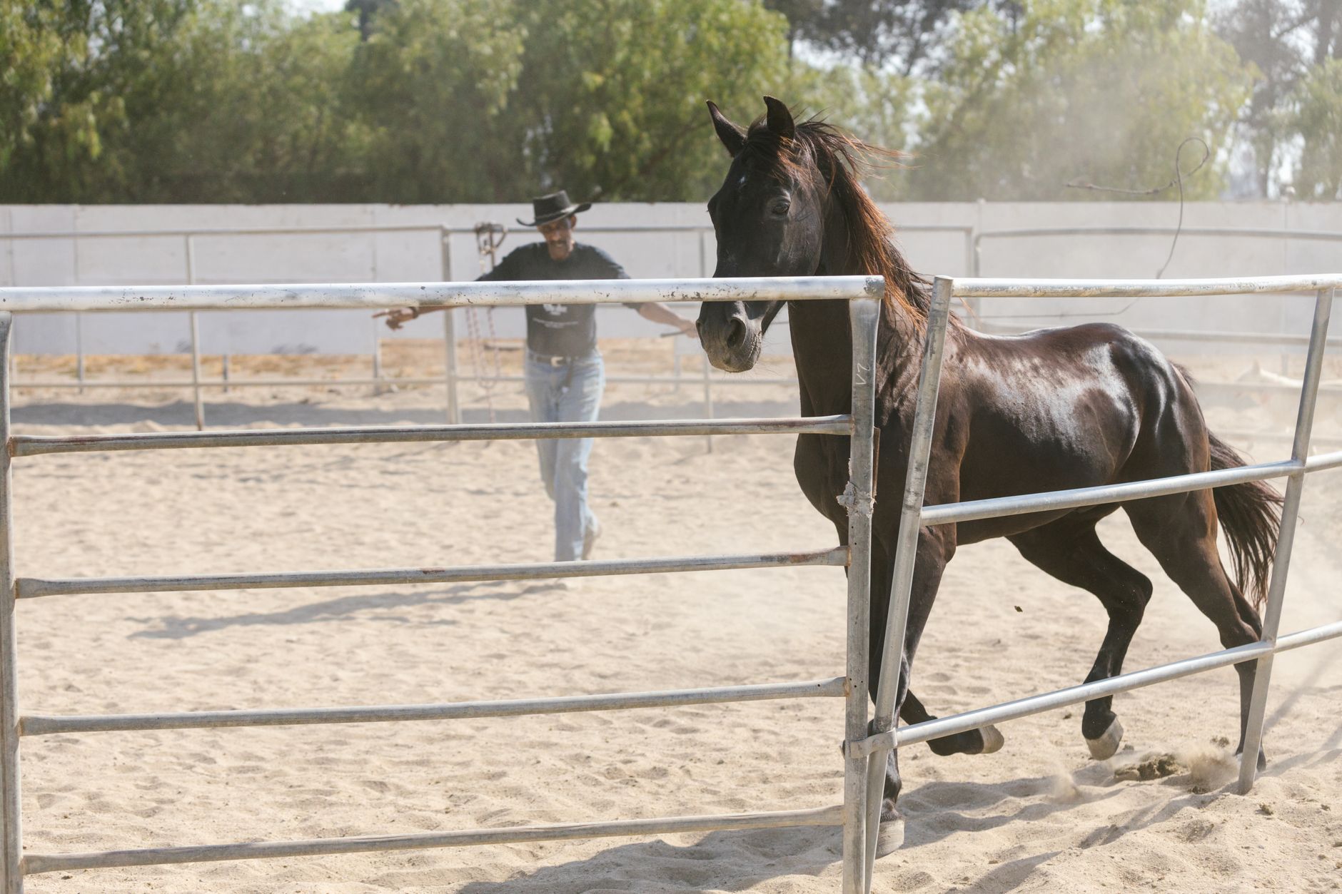 A cowboy trains a horse in a sunny outdoor paddock, capturing motion and connection.