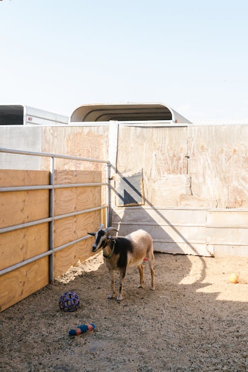 Бесплатное стоковое фото с вертикальный выстрел, домашний скот, забор