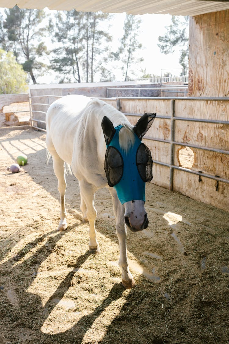 Horse Wearing An Anti Fly Mask 