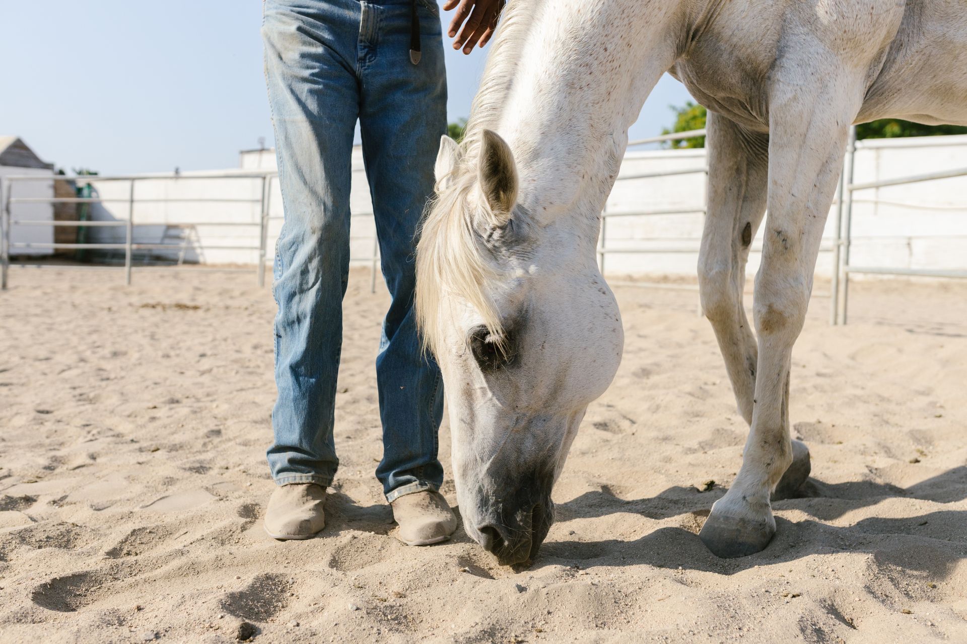 A Person in Denim Jeans Standing Beside White Horse