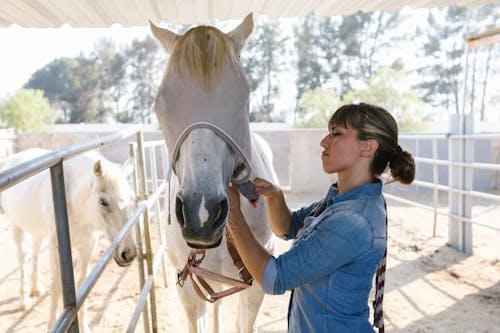 Безкоштовне стокове фото на тему «білий кінь, вродлива, догляд»