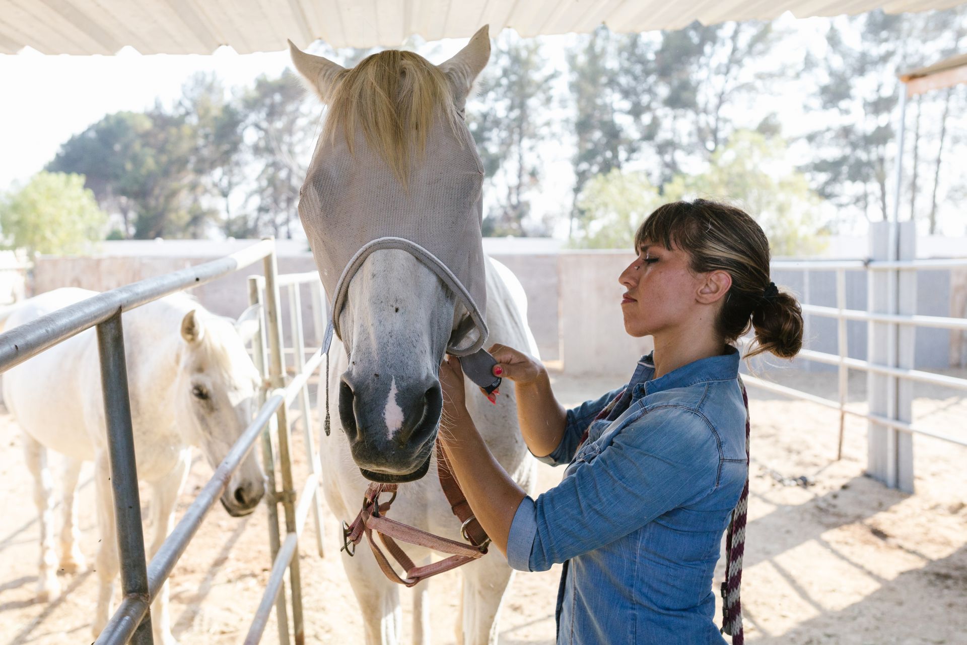 Woman Putting an Anti Fly Mask on a Horse