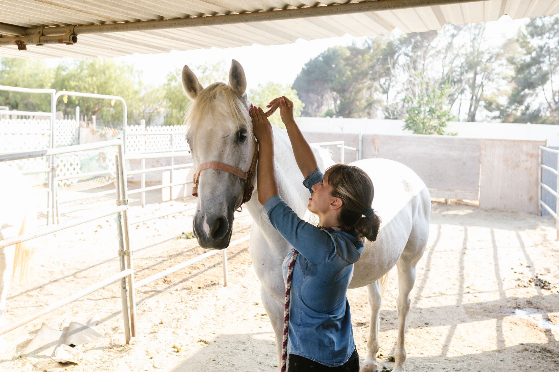 Veterinarian examining a horse during a checkup