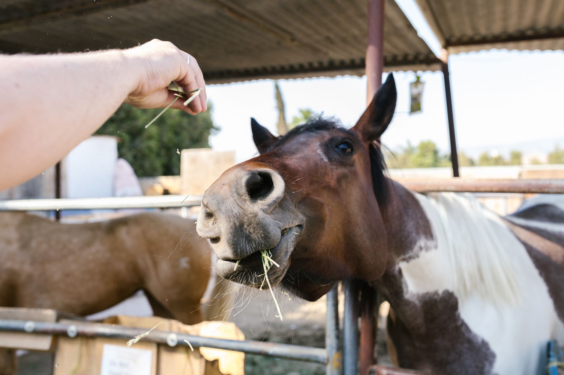 Healthcare and wellness consultation for a horse