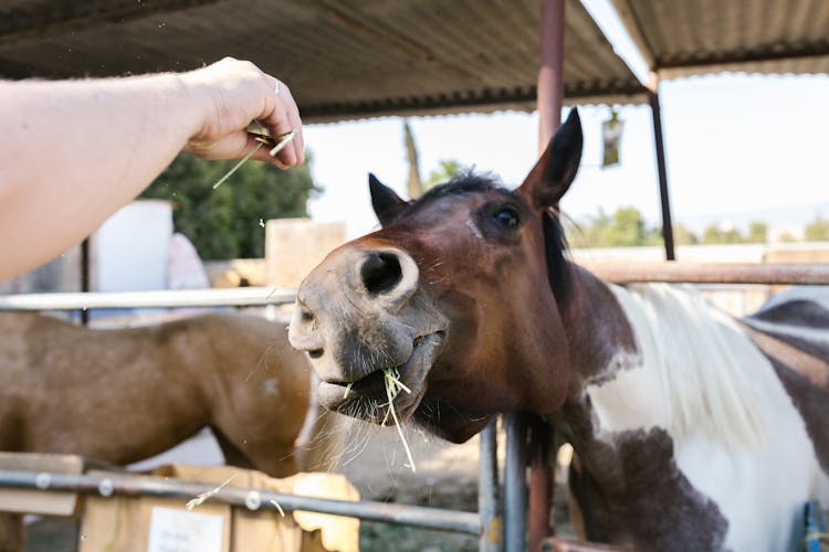 Person Hand Feeding Horse